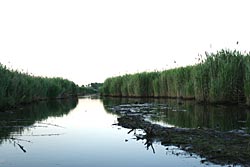 Figure 7. Photo of the central channel of Upper Penhorn Marsh in the Hackensack Meadowlands, New Jersey, in late spring. I heard southern leopard frogs calling from this site in April and May 2006. Photo taken 13 June 2006.
